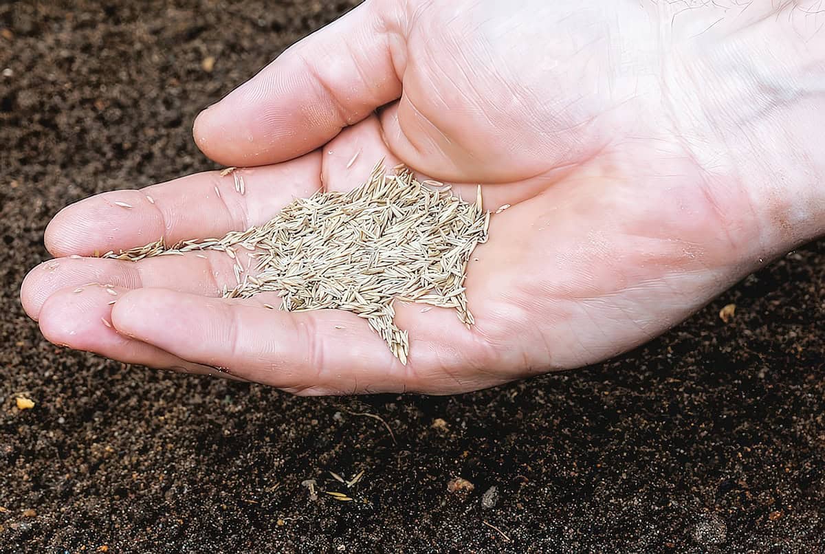 What's The Best Fast-Growing Grass Seed For South Texas?