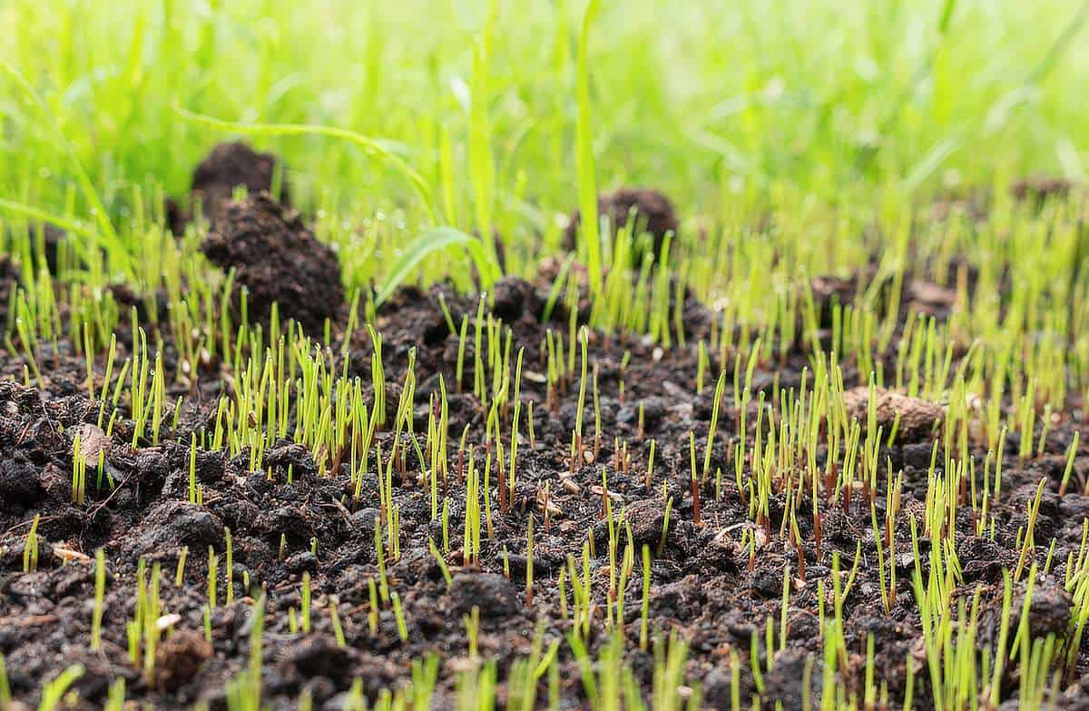 What's The Best Fast-Growing Grass Seed For South Texas?