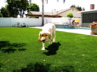 Pet Systems