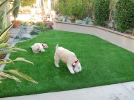 Pet Systems