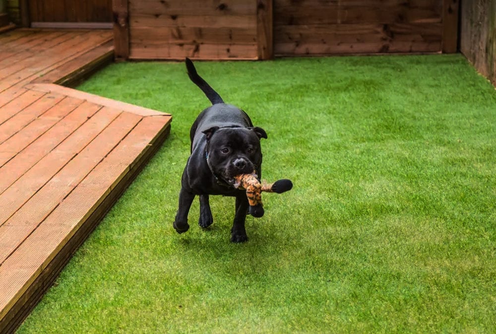 5 Reasons Your Dog Will Enjoy Artificial Turf