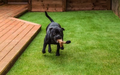 5 Reasons Your Dog Will Enjoy Artificial Turf