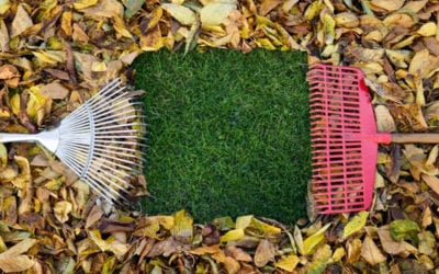 Artificial Grass Maintenance for Autumn
