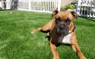 Pet Products for Your Synthetic Turf Installation