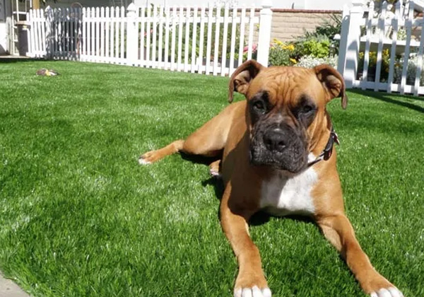 Pet Products for Your Synthetic Turf Installation