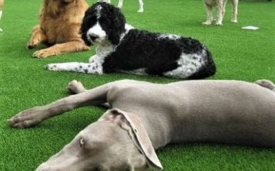 How to Care for Your Artificial Turf With Pets?