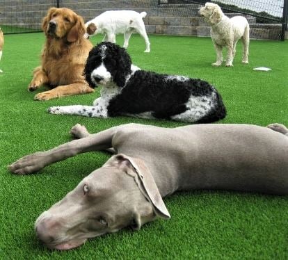 How to Care for Your Artificial Turf With Pets?