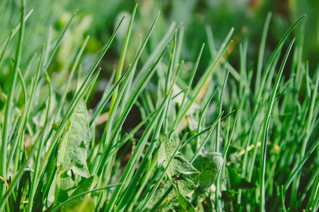 Can weeds grow through artificial grass?