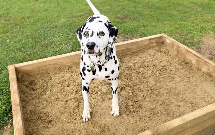 add sandpit for dog backyard