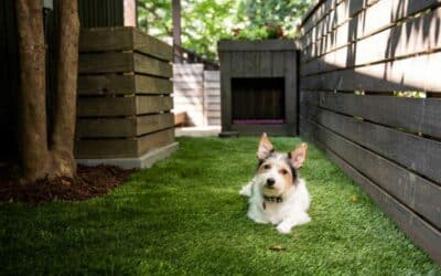 Dog-Friendly Backyard Ideas For Dog Lovers