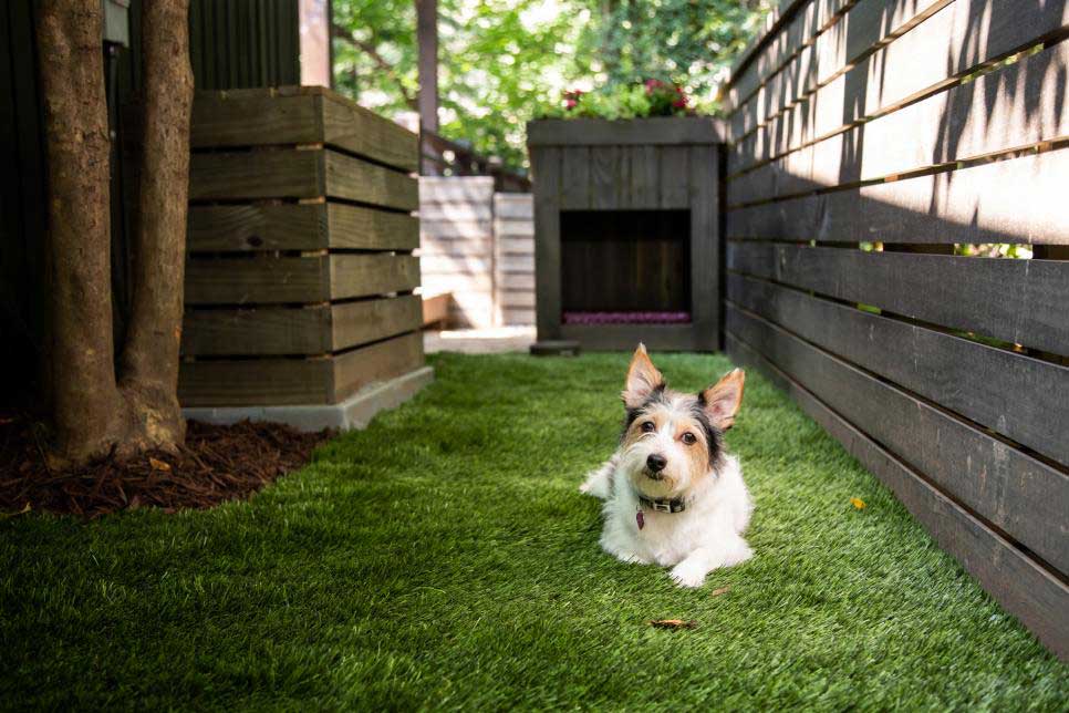 Dog-Friendly Backyard Ideas For Dog Lovers