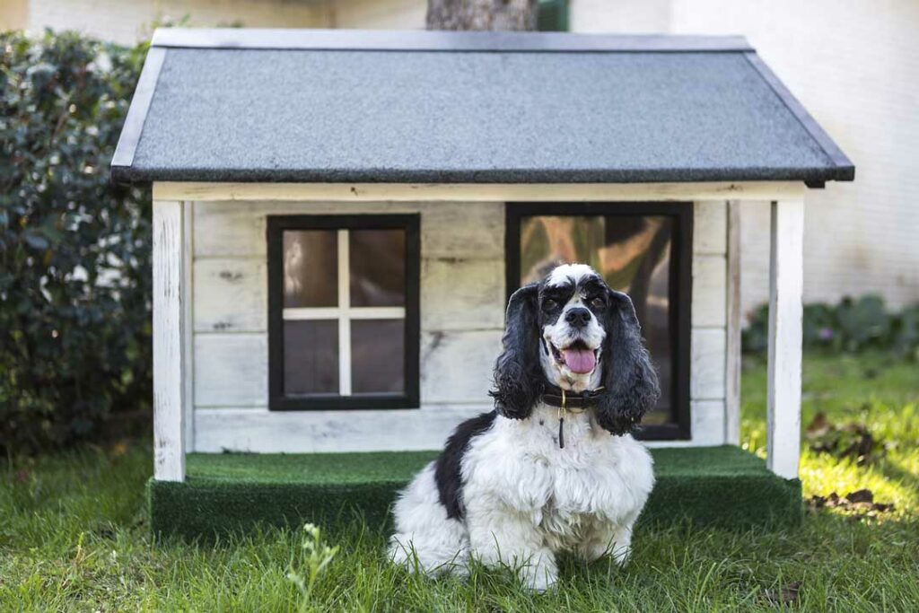 dog-friendly backyard ideas