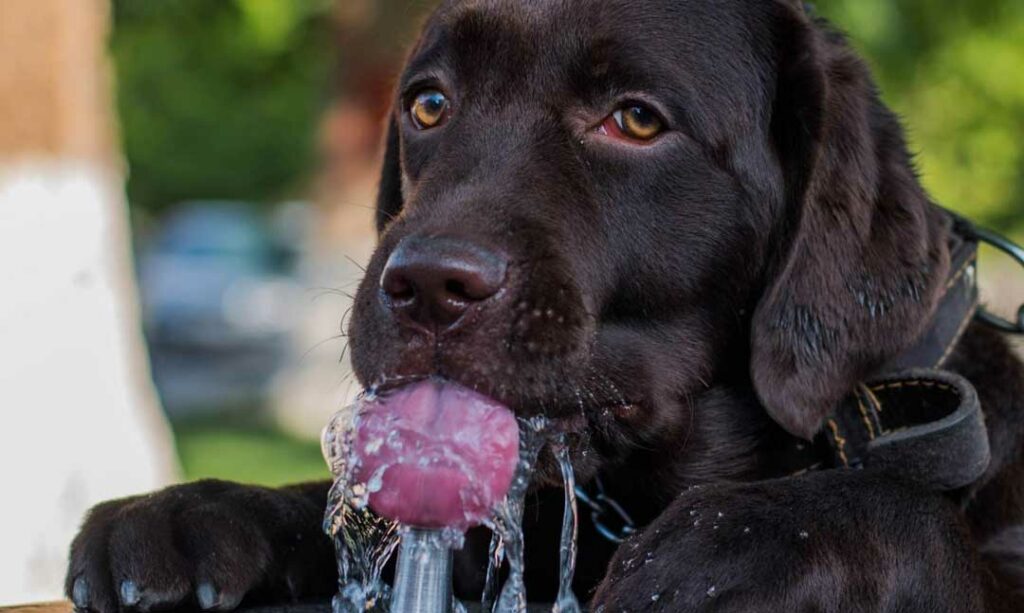 dog friendly water station in backyard