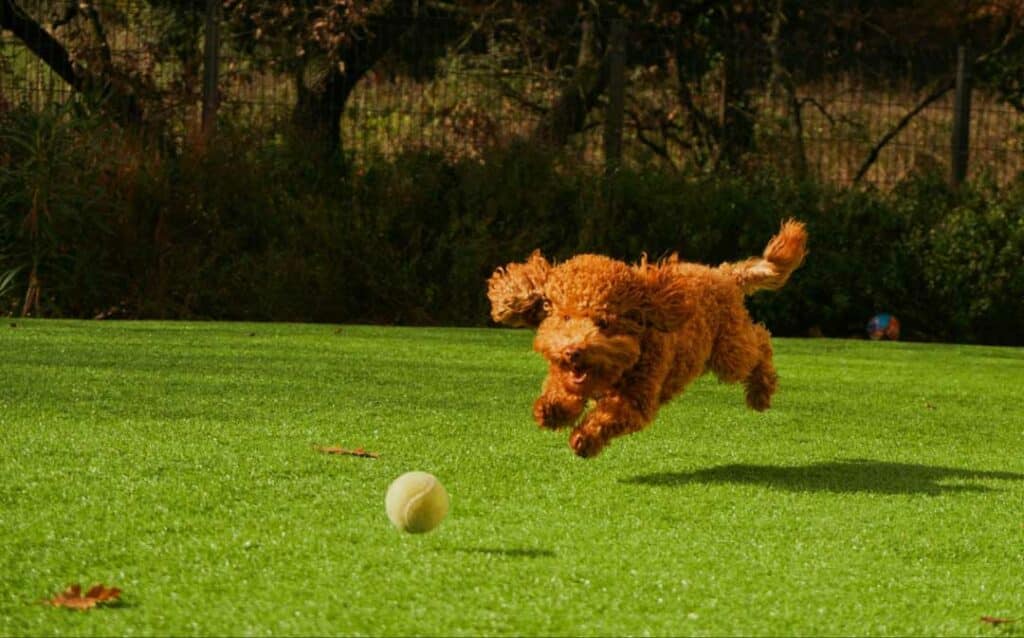 dog playing on artificial grass