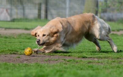 7 Dog Run Ideas For Dog Lovers