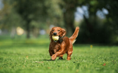 7 Backyard Ideas for Texas Homeowners Using Artificial Grass