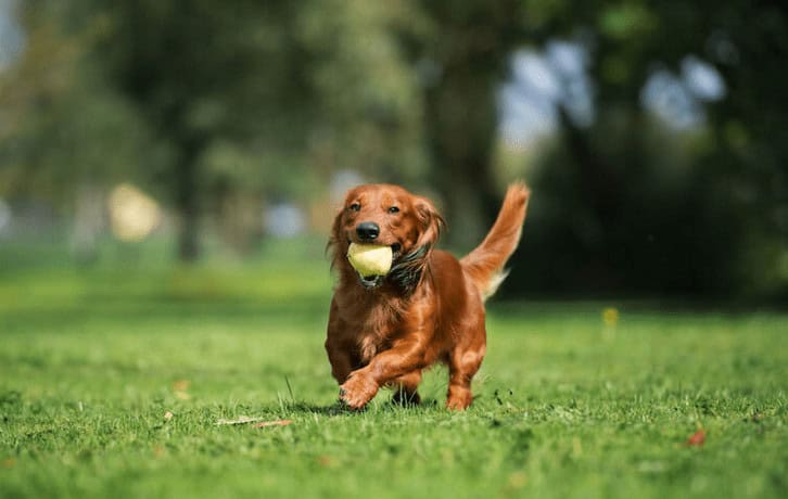 7 Backyard Ideas for Texas Homeowners Using Artificial Grass