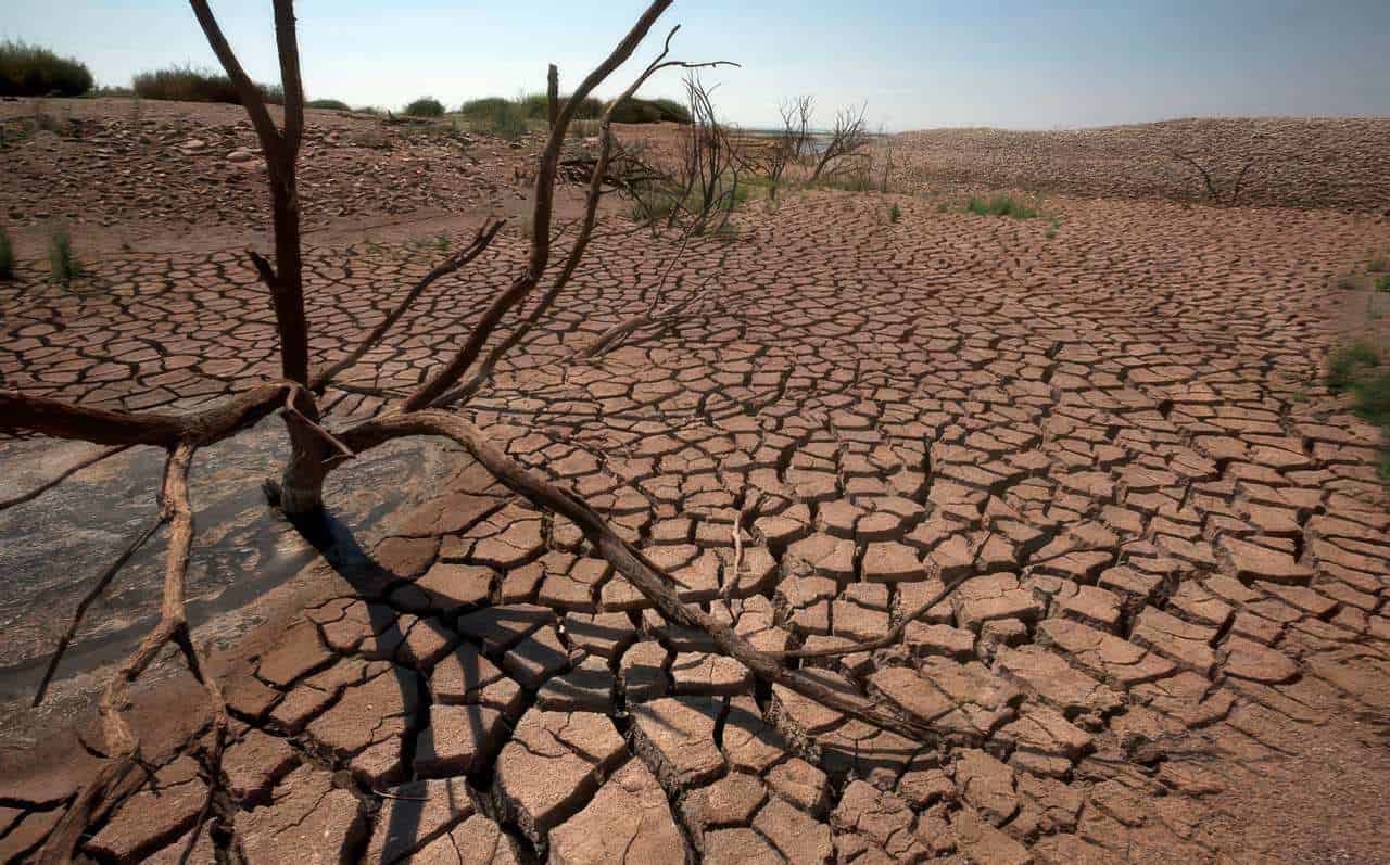 Severely cracked, dry earth with dead tree branches, showing drought impact and extreme water scarcity in a barren landscape.