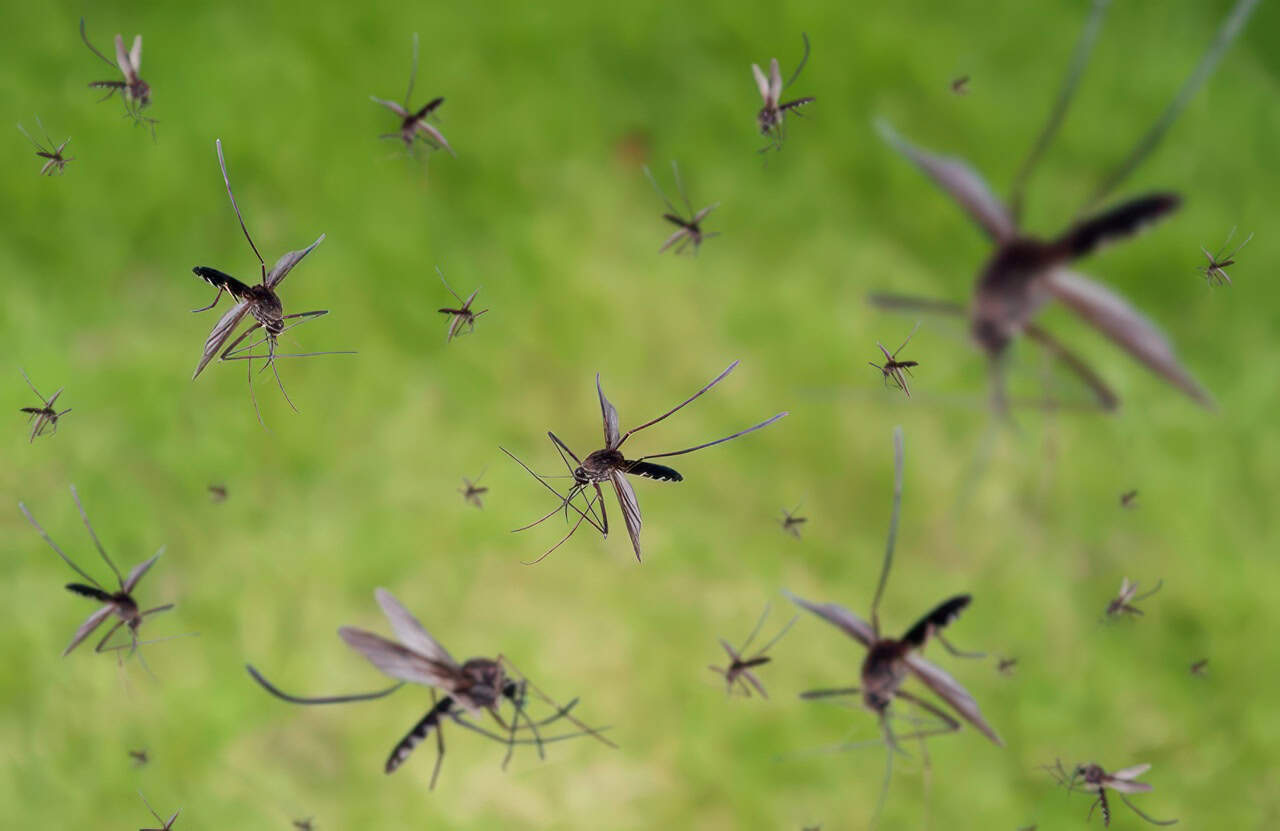 A swarm of mosquitoes hovers over a grassy background, illustrating how poor drainage and standing water can create breeding grounds for pests.