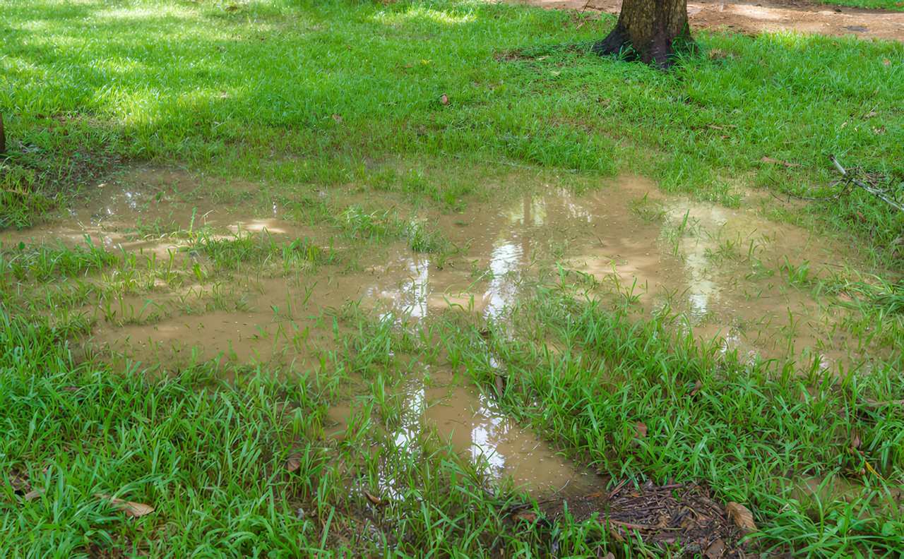 A muddy lawn with standing water shows poor drainage in natural grass, highlighting a key benefit of installing well-draining artificial turf.