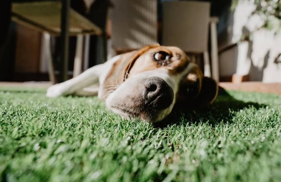 How To Prevent Artificial Grass Smell?
