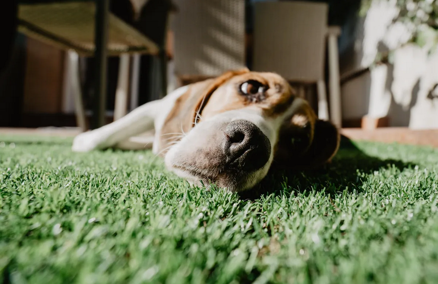 How To Prevent Artificial Grass Smell?