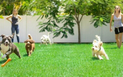 Why Does Artificial Grass Smell of Dog Urine—and How to Remove It? 