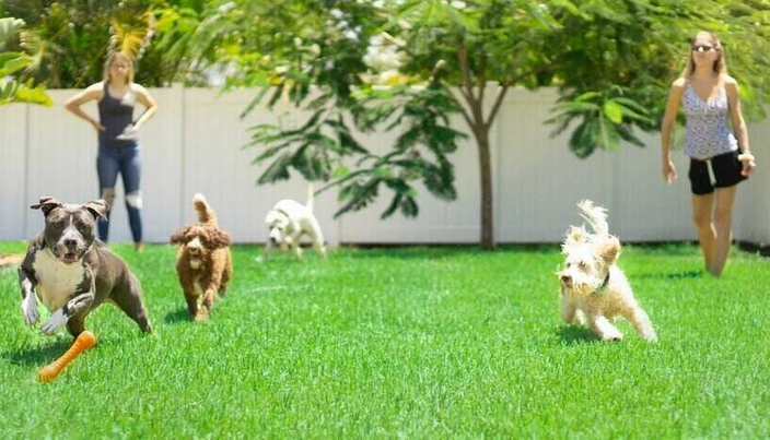 Why Does Artificial Grass Smell of Dog Urine—and How to Remove It? 