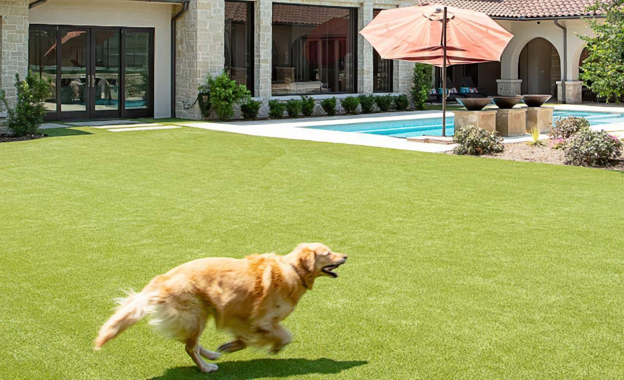 Golden retriever running on artificial turf in a backyard with a pool, umbrella, and modern stone house.