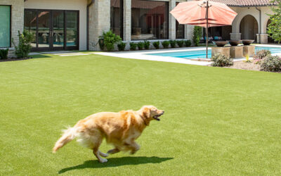 How To Clean Artificial Grass For Dogs?