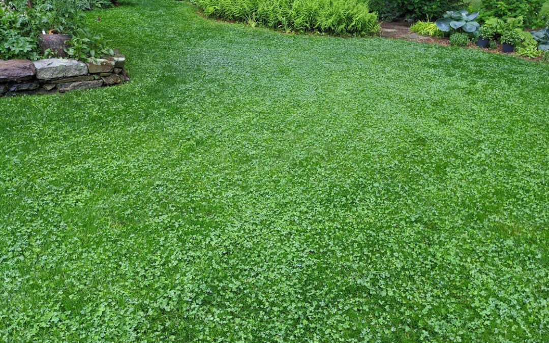 TOP 10 GRASS ALTERNATIVES IN TEXAS