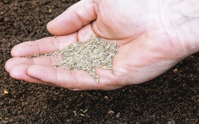 WHAT’S THE BEST FAST-GROWING GRASS SEED FOR SOUTH TEXAS?