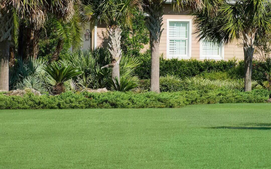 BEST GRASS FOR DALLAS TEXAS: 5 GRASS TYPES FOR A FINE BACKYARD LAWN