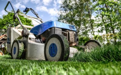 TYPES OF GRASS IN TEXAS: FROM BERMUDA TO ARTIFICIAL GRASS