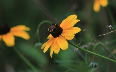 10 Texas Native Landscape Plants to Save Water in Your Yard