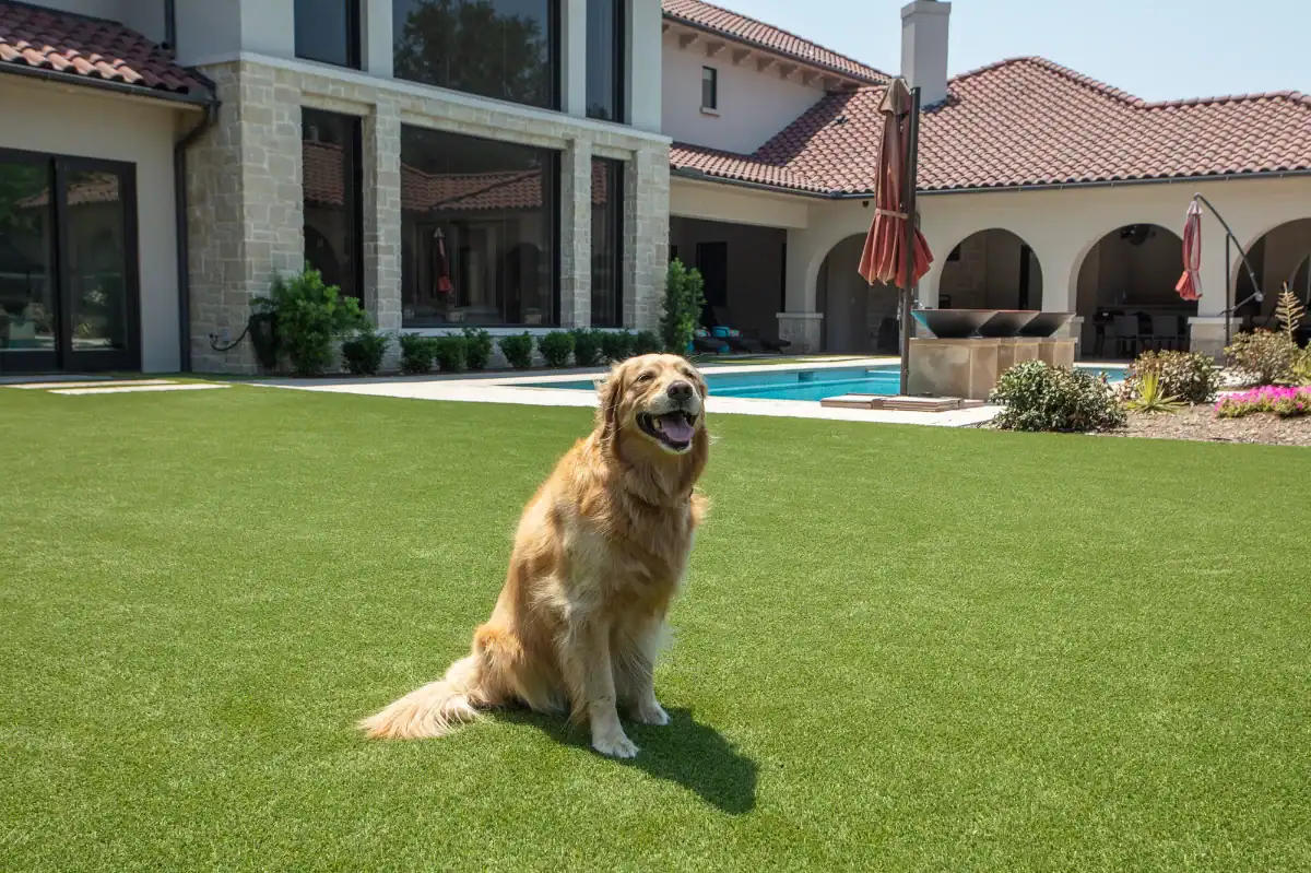 Synthetic pet turf backyard with a golden retriever sitting on it behind a mansion with a pool